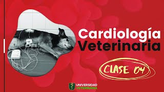 CARDIOLOGÍA VETERINARIA  CLASE 04 [upl. by Nutter]