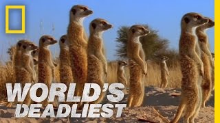 Meerkats Mob Rule  Worlds Deadliest [upl. by Lednahs]