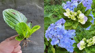 Few people know that these two drugs will help propagate hydrangea leaves effectively [upl. by Chemesh]