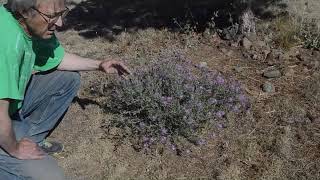 01 Spotted Knapweed Centaurea stoebe [upl. by Janessa]