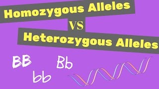 Homozygous vs Heterozygous Alleles  Punnet Square Tips [upl. by Messab958]