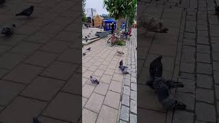 Seagull vs Pigeons Street Food Battle seagull pegion urbanwildlife funnyanimals birdslover [upl. by Cathie]