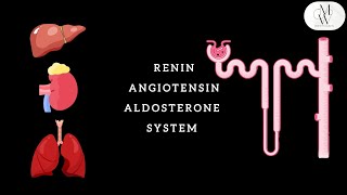 RENIN ANGIOTENSIN ALDOSTERONE SYSTEM RAAS [upl. by Nnairam866]