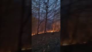 Incendiu de vegetație uscată în comuna Șoimari [upl. by Ulda]