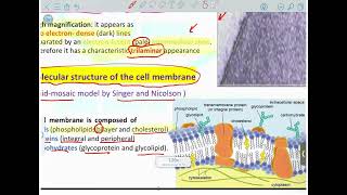 Cell Biology  Cell Membrane 1  Mutah [upl. by Kynthia930]