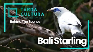 LÉtourneau de Rothschild Découvrez cet Oiseau Rare et Magnifique  Bali Starling bali birds [upl. by Gore]