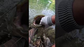 🎣 GROSSE surprise en rivière  Un SILURE d1m qui vient nous rendre visite [upl. by Eriuqs]