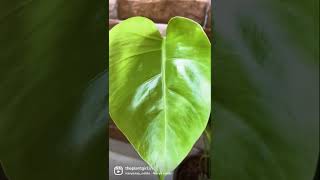 Monstera Deliciosa leaf unfurling 💚  monstera  plant video  plant lover  plant parenthood [upl. by Aksoyn353]