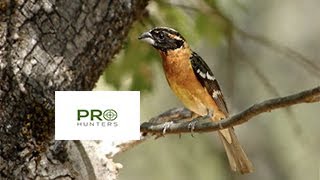 Black Headed Grosbeak Bird Sound Bird Call for Pro Hunters [upl. by Nylrac793]