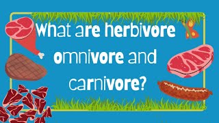 HERBIVORES  CARNIVORES amp OMNIVORES  TYPES OF ANIMALS  EATING HABITS OF ANIMALS [upl. by Birch195]