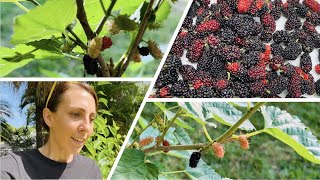 45 days to 4x your Mulberry Tree Harvest [upl. by Yerd]