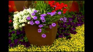 Proven Winners® Gardener Channel Proven Winners® Superbena® Royal Chambray Verbena [upl. by Alletnahs123]