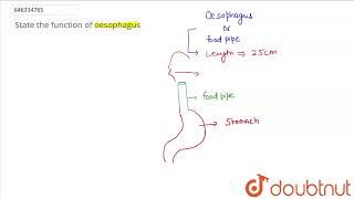 State the function of oesophagus  CLASS 10  NUTRITION IN PLANTS AND ANIMALS  BIOLOGY  Doub [upl. by Regazzi]