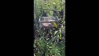 Whitecrowned Sparrows  trapped in cages [upl. by Eanahs]