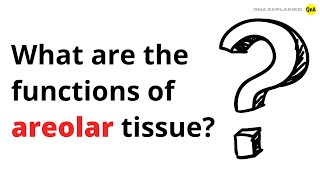 What are the functions of areolar tissue  QnA Explained [upl. by Satterfield515]