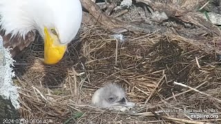 Adorable NewlyHatched Eaglet pops Up to Say quotHIquot West End Bald Eagles Exploreorg 3924 [upl. by Humfrid]