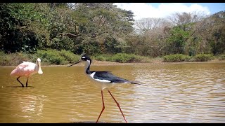 Blacknecked Stilt  Tico Times [upl. by Enneillij]