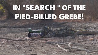 In “SEARCH “ of the PiedBilled Grebe [upl. by Ahsot]