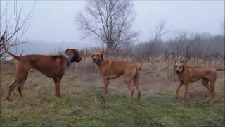 Rhodesian Ridgeback in action [upl. by Omsare331]