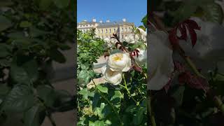 Rundale Palace Latvia rundale palace rosebloom [upl. by Alamac]