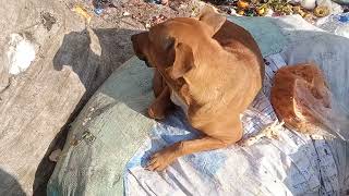 A reddish yellow dog with very beautiful eyes [upl. by Sherer]