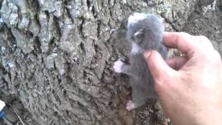 Orphan kittens in hollow of tree [upl. by Dorise]