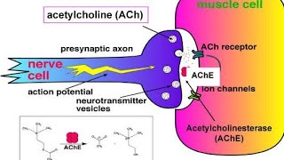 Types of Cholinesterase and their Actions Acetylcholinesterase Butyrylcholinesterase [upl. by Hilaria]