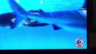 Micheal Phelps Vs Shark Part 1 [upl. by Candra]