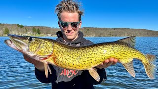 The Most Underrated Pike Species Chain Pickerel [upl. by Ellynn]