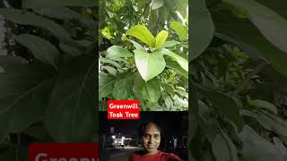 Greenwill Teak Tree  🎄 💚  Ficus hispida tree review and study  shorts viral [upl. by Su815]