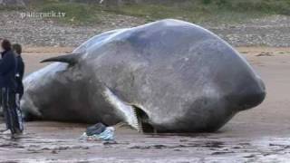 SPERM WHALE AT REDCAR   Filmed By Craig Hornby 2011 [upl. by Inaffyt]