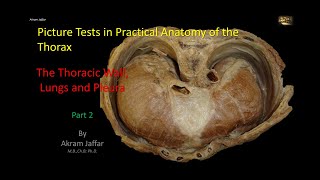 Picture Tests in Anatomy  Thorax  Wall and Lung 2 [upl. by Reinal]