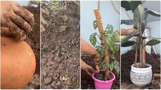 Repotting rubber and monstera plant in clay potgardeningcaring plantssujatarai🙏 [upl. by Aicercal838]