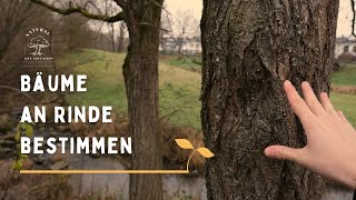 Bäume an Rinde bestimmen und erkennen ganz einfach für Anfänger 🌳 [upl. by Anelagna]