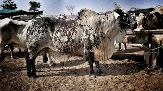 Heaviest Cholistani BULL in Lahore Shahpur Kanjra Bakra and Cow Mandi 2019 [upl. by Siskind907]