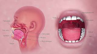 PALATE  FIX HIGH ARCHED PALATE  HAVE WIDER PALATE  MORPHIC FIELD [upl. by Sparrow]