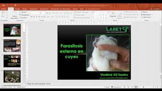 parasitosis externas en cuyes [upl. by Htiekram]