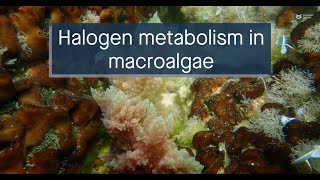 Halogen metabolismrelated genes in macroalgal associations and their potential applications [upl. by Haleak]