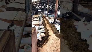 Goats youngstock feed TMR silage viralvideo shorts [upl. by Elene]