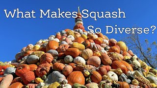 What Makes Squash So Diverse [upl. by Harriett241]