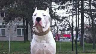 Dogo Argentino Greece [upl. by Etnuahs]