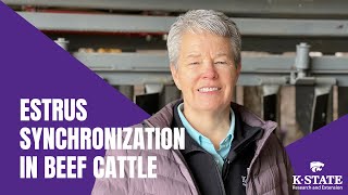 Estrus Synchronization In Beef Cattle [upl. by Claiborne]