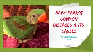 Baby parrot care ampt tips  diseases and its cure  Alexandrine amp indian ringneck [upl. by Elleryt640]