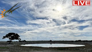 Namibia Live stream at the Okaukuejo waterhole in Etosha National Park Namibia [upl. by Ahtenek541]