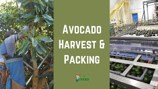 How Avocados Are Harvested amp Packed [upl. by Elawalo]