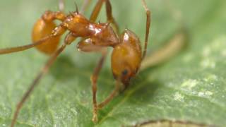 Makro Atta cephalotes schneidet Brombeerblatt [upl. by Jaynes]