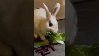 Casper Loves Romaine Lettuce healthyfamilyforce [upl. by Ataeb259]