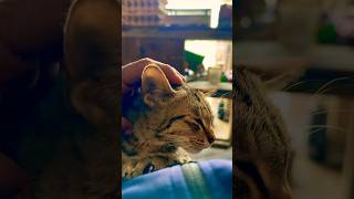 Cat shorts video catlover catlife catlifestyle pets petlover meow meowlife meowcat ytshorts [upl. by Erdnael]