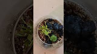 Building a Carnivorous Terrarium  DIY Mini Ecosystem CarnivorousTerrarium DIYTerrarium shorts [upl. by Nerrej635]