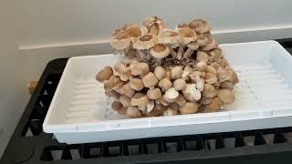 low tech mushroom fruiting chamber [upl. by Rumpf]